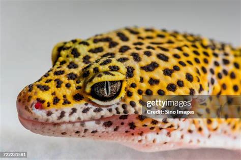 Yellow Spotted Lizard Pictures, Images and Stock Photos.